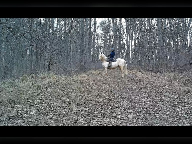 Cheval de trait Hongre 6 Ans 160 cm Palomino in Jeffersonton