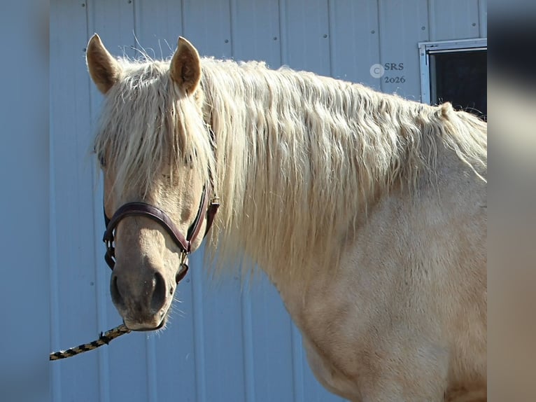 Cheval de trait Hongre 6 Ans 160 cm Palomino in Jeffersonton