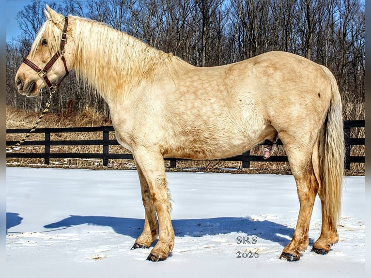 Cheval de trait Hongre 6 Ans 160 cm Palomino in Jeffersonton
