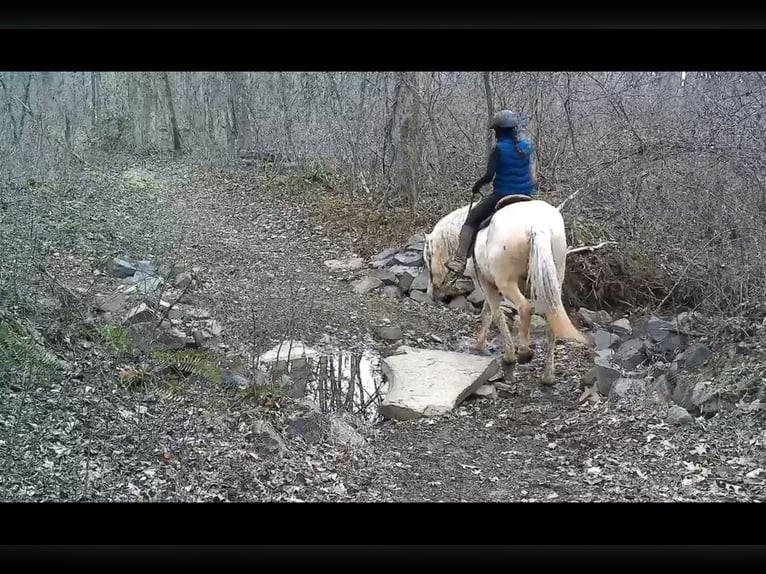Cheval de trait Hongre 6 Ans 160 cm Palomino in Jeffersonton