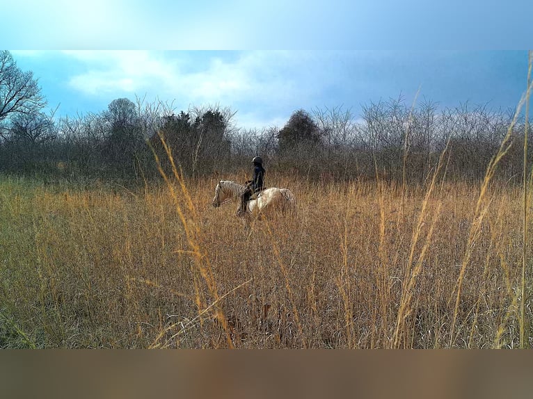 Cheval de trait Hongre 6 Ans 160 cm Palomino in Jeffersonton