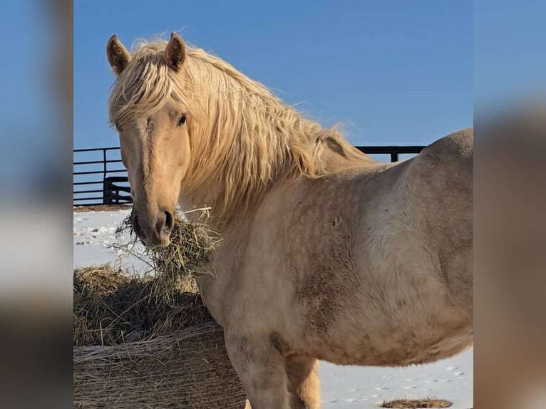 Cheval de trait Hongre 6 Ans 160 cm Palomino in Jeffersonton