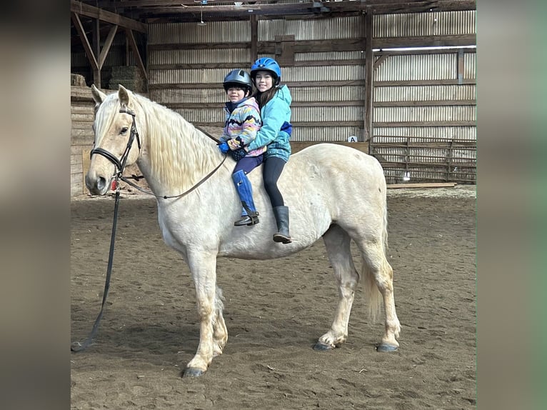 Cheval de trait Hongre 6 Ans 160 cm Palomino in Jeffersonton