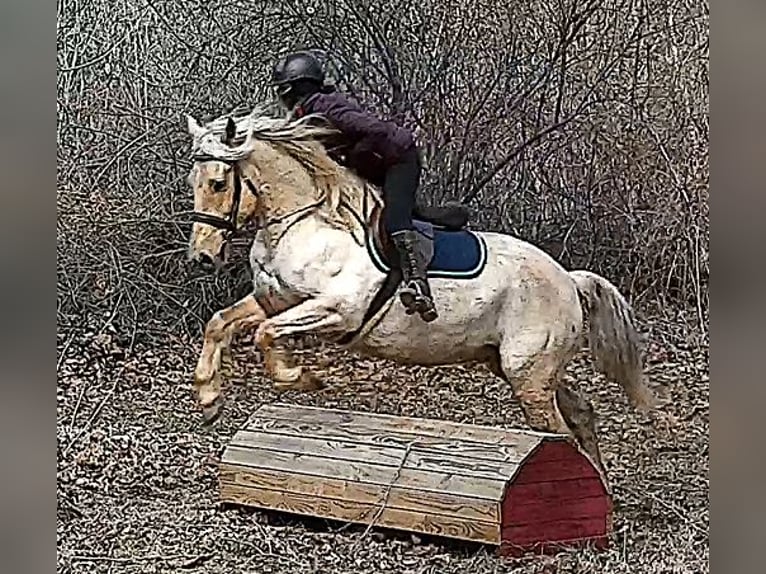 Cheval de trait Hongre 6 Ans 160 cm Palomino in Jeffersonton