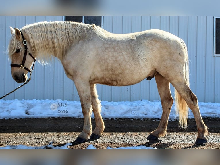 Cheval de trait Hongre 6 Ans 160 cm Palomino in Jeffersonton