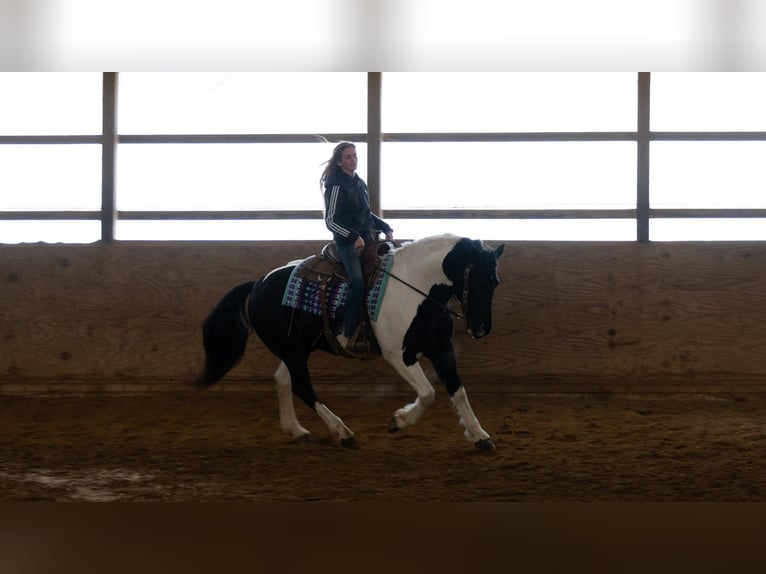 Cheval de trait Croisé Hongre 6 Ans 160 cm Pinto in Fredericksburg
