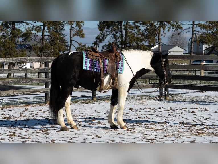 Cheval de trait Croisé Hongre 6 Ans 160 cm Pinto in Fredericksburg