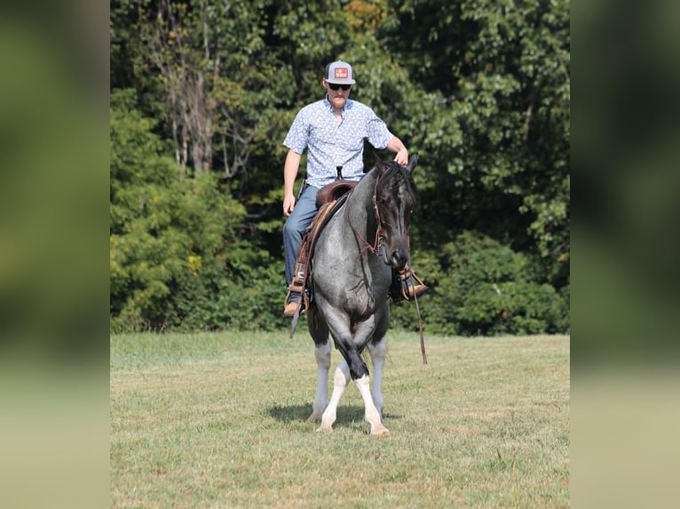 Cheval de trait Hongre 6 Ans 160 cm Rouan Bleu in Mount Vernon