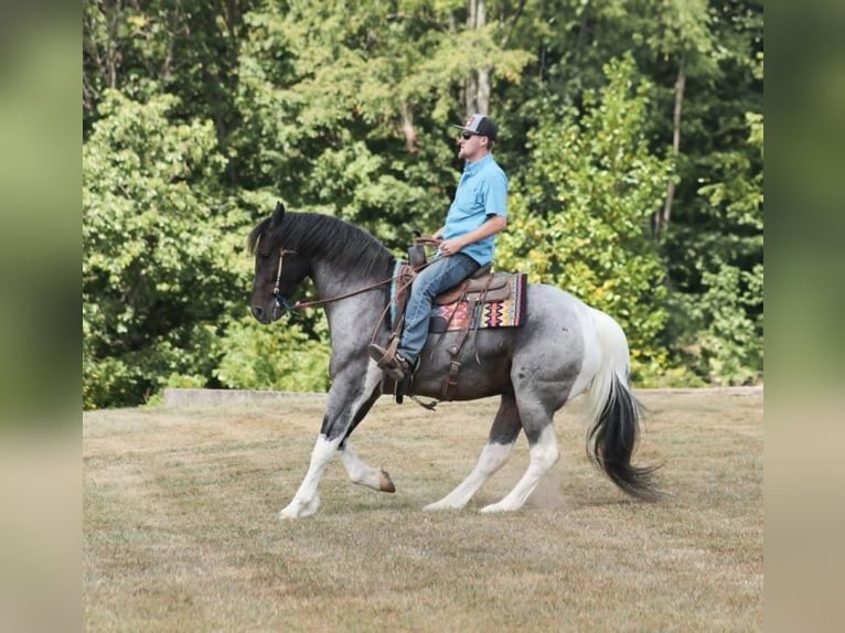 Cheval de trait Hongre 6 Ans 160 cm Rouan Bleu in Mount Vernon