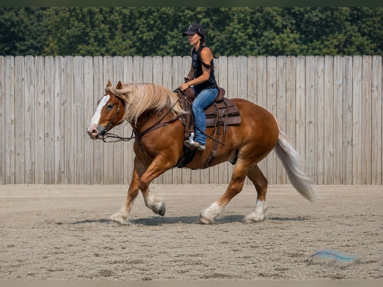 Cheval de trait Croisé Hongre 6 Ans 163 cm Alezan brûlé in Hamilton