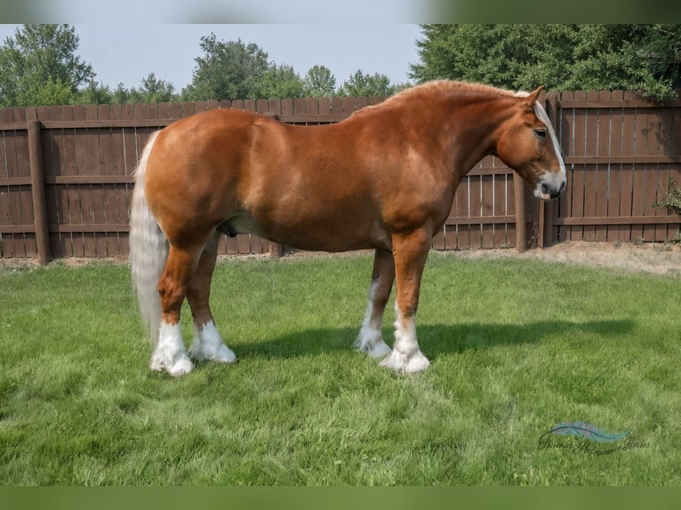 Cheval de trait Croisé Hongre 6 Ans 163 cm Alezan brûlé in Hamilton
