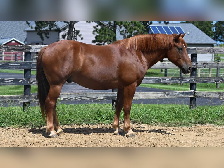 Cheval de trait Croisé Hongre 6 Ans 163 cm Alezan cuivré in Fredericksburg