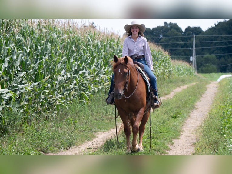Cheval de trait Croisé Hongre 6 Ans 163 cm Alezan cuivré in Fredericksburg