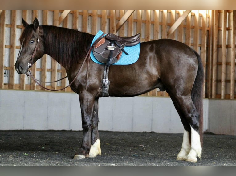 Cheval de trait Croisé Hongre 6 Ans 163 cm Bai cerise in Beaver Springs