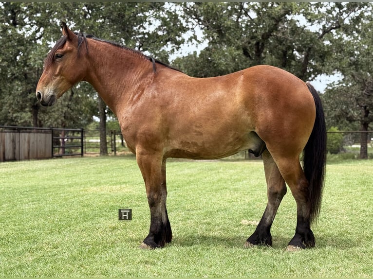 Cheval de trait Croisé Hongre 6 Ans 163 cm Bai cerise in Jacksboro