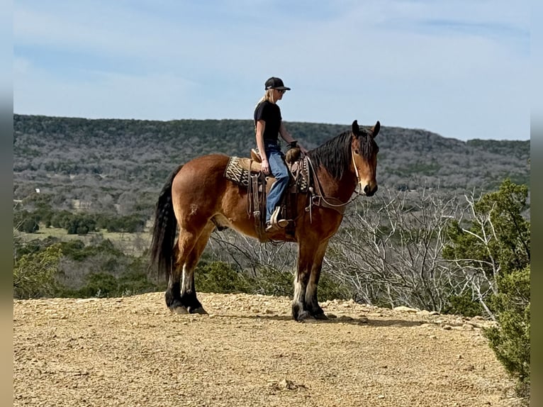 Cheval de trait Croisé Hongre 6 Ans 163 cm Bai cerise in Jacksboro