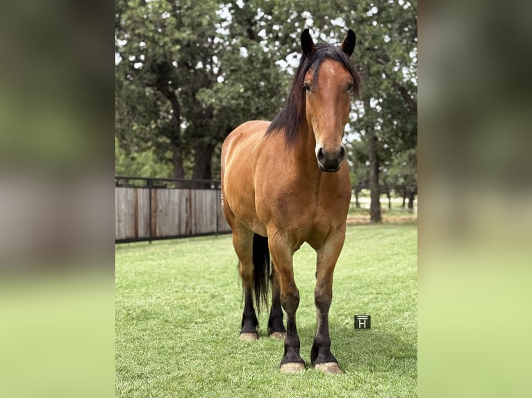 Cheval de trait Croisé Hongre 6 Ans 163 cm Bai cerise in Jacksboro