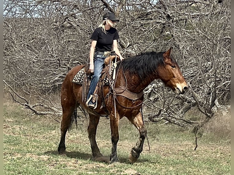 Cheval de trait Croisé Hongre 6 Ans 163 cm Bai cerise in Jacksboro