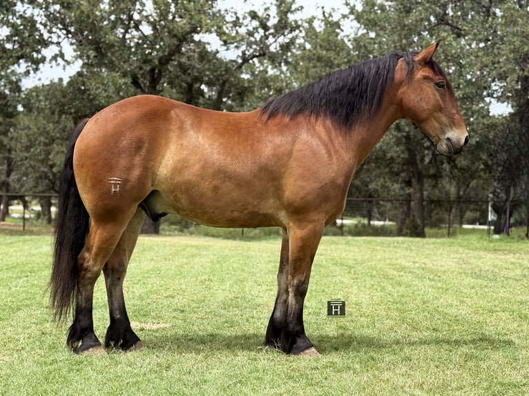 Cheval de trait Croisé Hongre 6 Ans 163 cm Bai cerise in Jacksboro