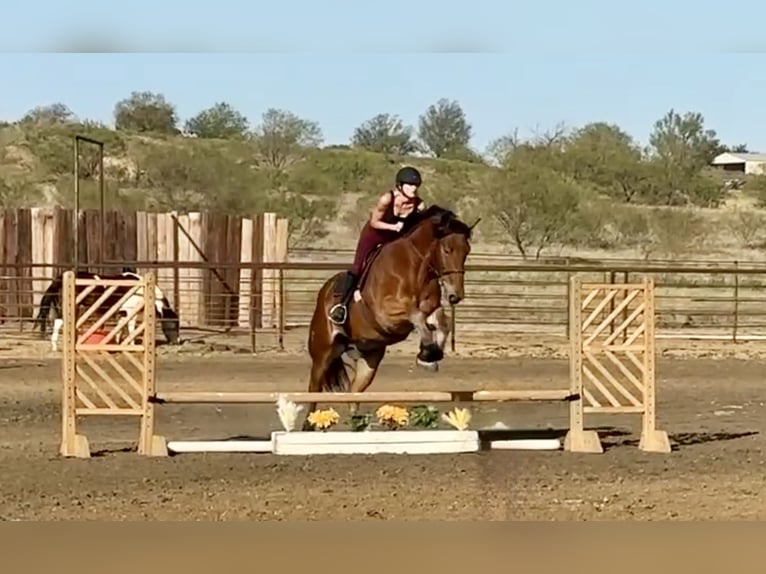 Cheval de trait Croisé Hongre 6 Ans 163 cm Bai cerise in Jacksboro