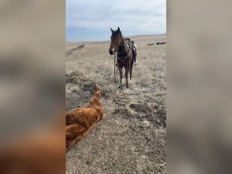 Cheval de trait Croisé Hongre 6 Ans 163 cm Bai cerise in Jacksboro