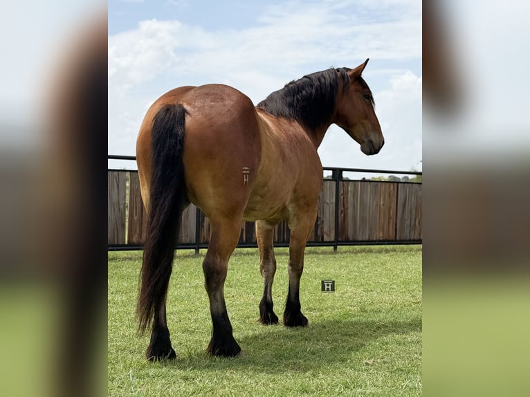 Cheval de trait Croisé Hongre 6 Ans 163 cm Bai cerise in Jacksboro