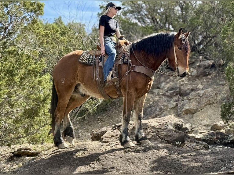 Cheval de trait Croisé Hongre 6 Ans 163 cm Bai cerise in Jacksboro