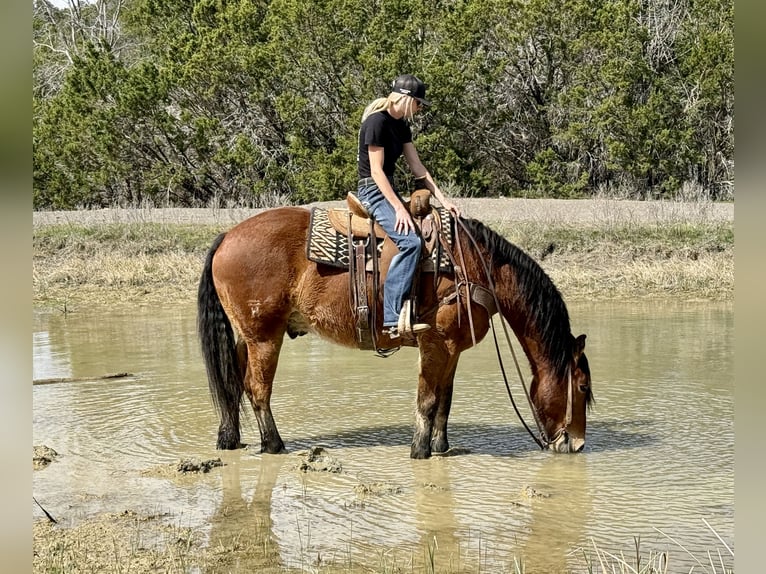Cheval de trait Croisé Hongre 6 Ans 163 cm Bai cerise in Jacksboro