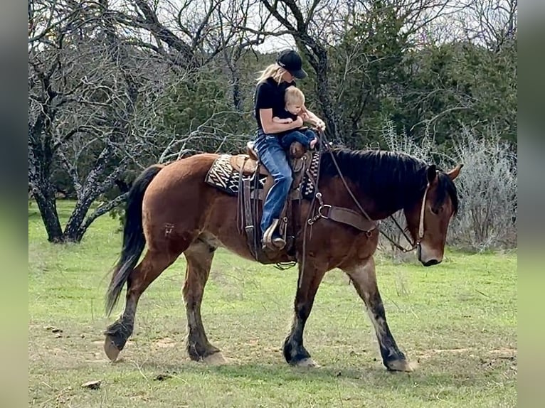 Cheval de trait Croisé Hongre 6 Ans 163 cm Bai cerise in Jacksboro