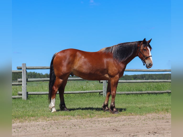 Cheval de trait Croisé Hongre 6 Ans 163 cm Bai cerise in Fergus Falls