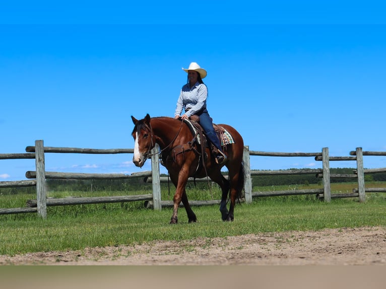 Cheval de trait Croisé Hongre 6 Ans 163 cm Bai cerise in Fergus Falls