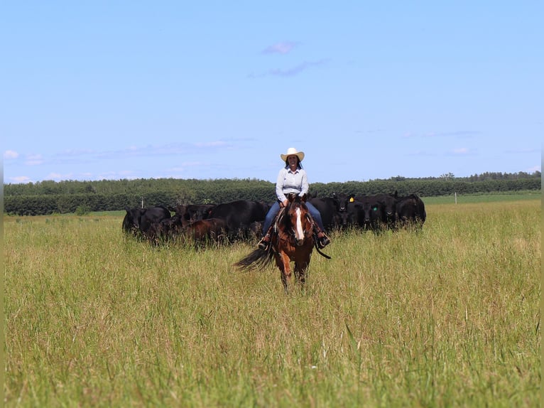 Cheval de trait Croisé Hongre 6 Ans 163 cm Bai cerise in Fergus Falls