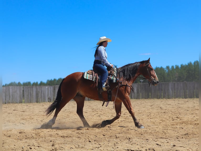 Cheval de trait Croisé Hongre 6 Ans 163 cm Bai cerise in Fergus Falls