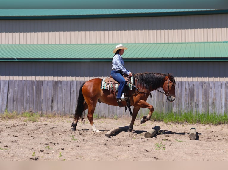 Cheval de trait Croisé Hongre 6 Ans 163 cm Bai cerise in Fergus Falls