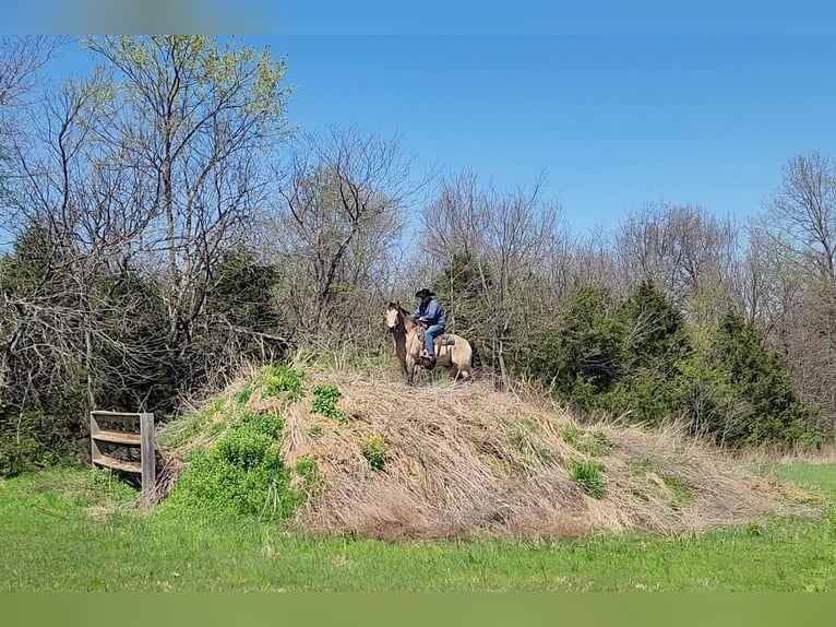 Cheval de trait Croisé Hongre 6 Ans 163 cm Buckskin in Hannibal, MO