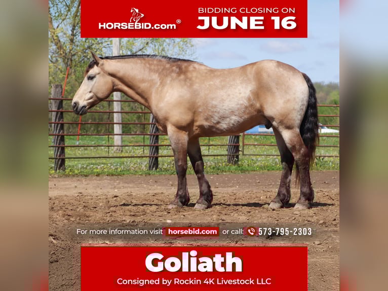 Cheval de trait Croisé Hongre 6 Ans 163 cm Buckskin in Hannibal, MO
