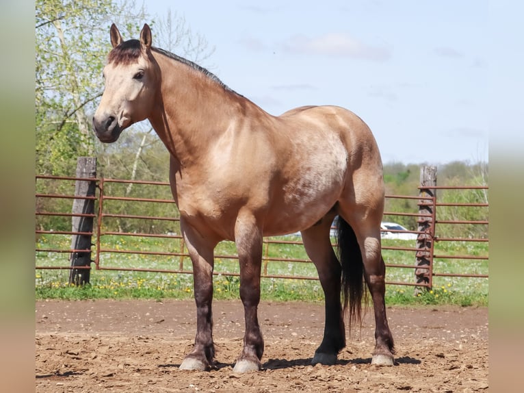 Cheval de trait Croisé Hongre 6 Ans 163 cm Buckskin in Hannibal, MO