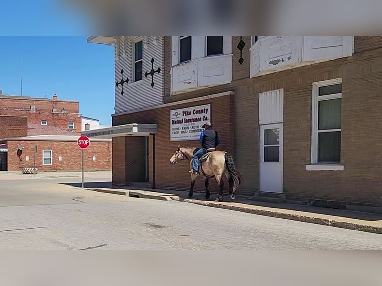 Cheval de trait Croisé Hongre 6 Ans 163 cm Buckskin in Hannibal, MO