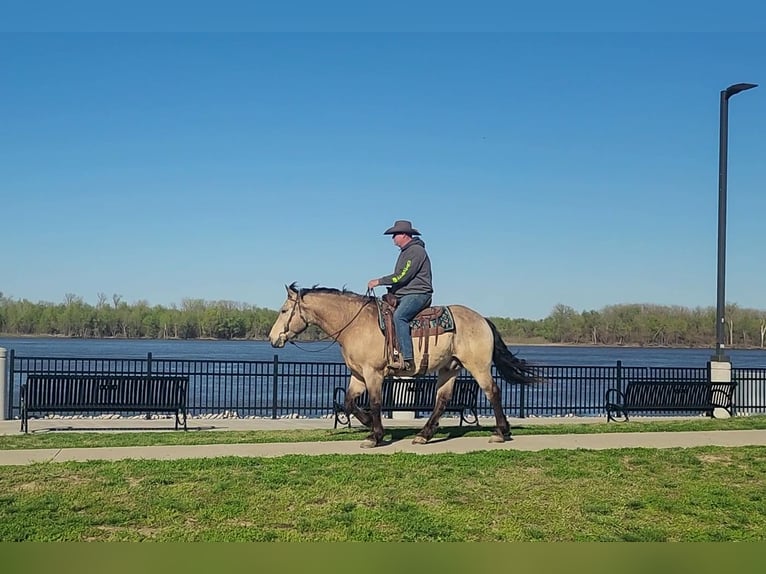 Cheval de trait Croisé Hongre 6 Ans 163 cm Buckskin in Hannibal, MO