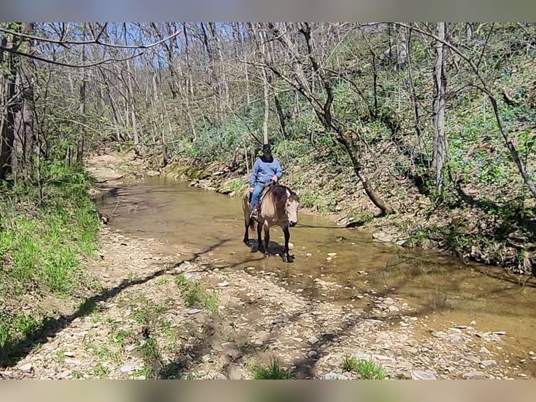 Cheval de trait Croisé Hongre 6 Ans 163 cm Buckskin in Hannibal, MO
