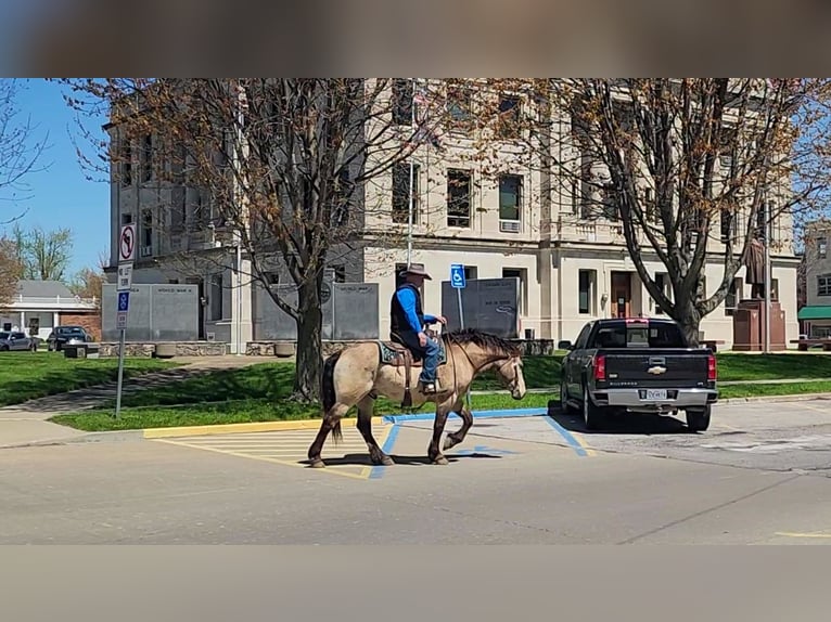 Cheval de trait Croisé Hongre 6 Ans 163 cm Buckskin in Hannibal, MO