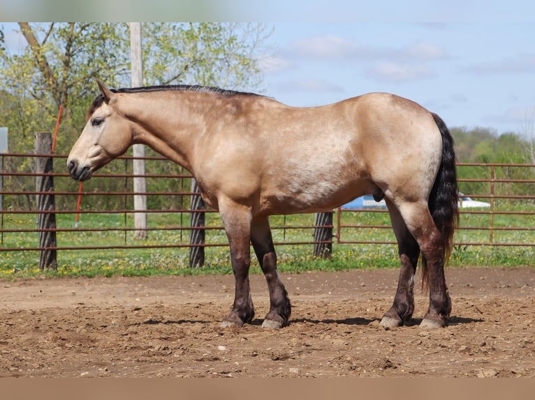 Cheval de trait Croisé Hongre 6 Ans 163 cm Buckskin in Hannibal, MO