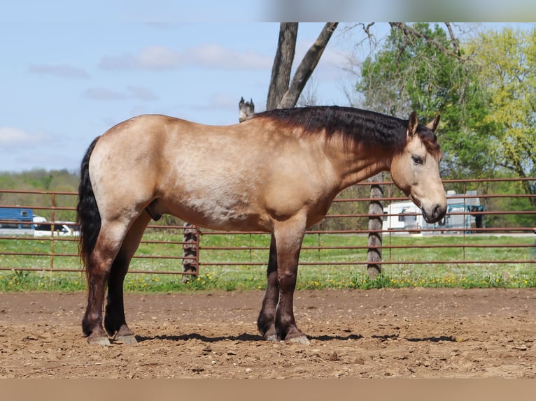 Cheval de trait Croisé Hongre 6 Ans 163 cm Buckskin in Hannibal, MO