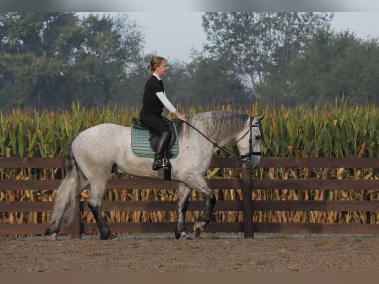 Cheval de trait Croisé Hongre 6 Ans 163 cm Gris in Sugarcreek