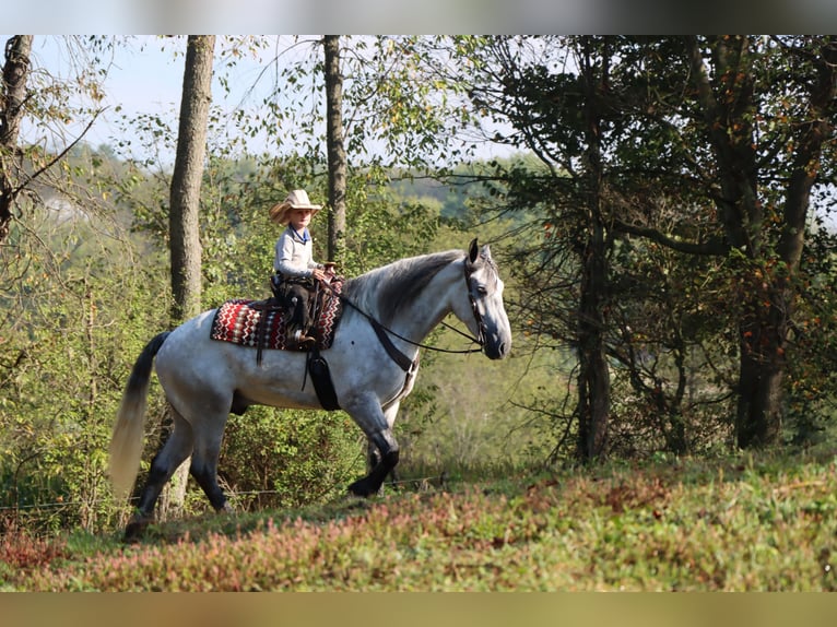 Cheval de trait Croisé Hongre 6 Ans 163 cm Gris in Sugarcreek