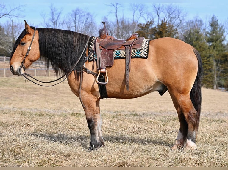 Cheval de trait Croisé Hongre 6 Ans 163 cm Isabelle in Thurmont, MD