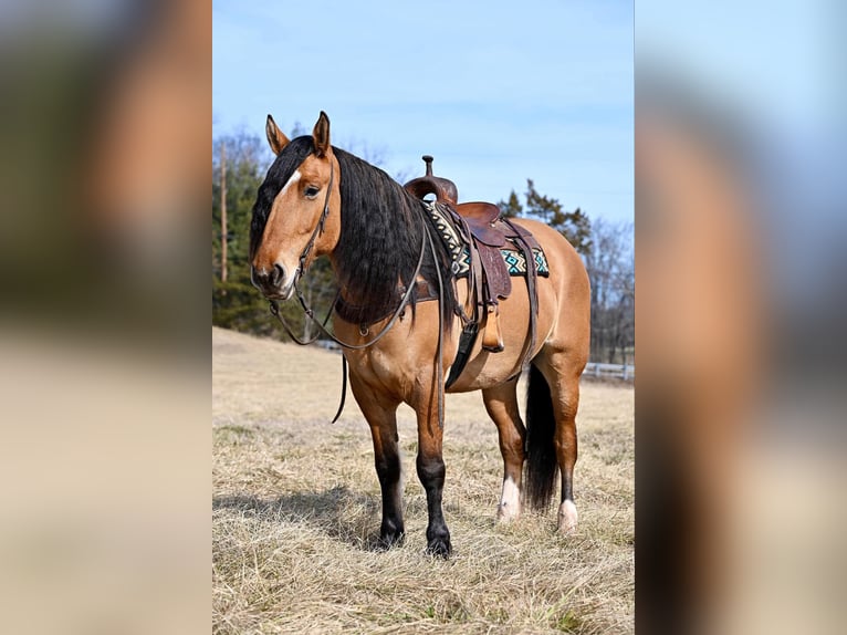 Cheval de trait Croisé Hongre 6 Ans 163 cm Isabelle in Thurmont, MD