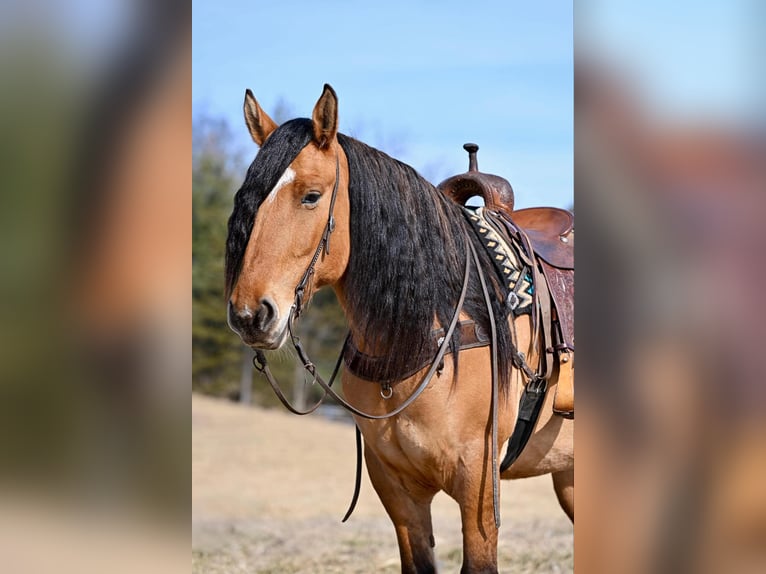 Cheval de trait Croisé Hongre 6 Ans 163 cm Isabelle in Thurmont, MD