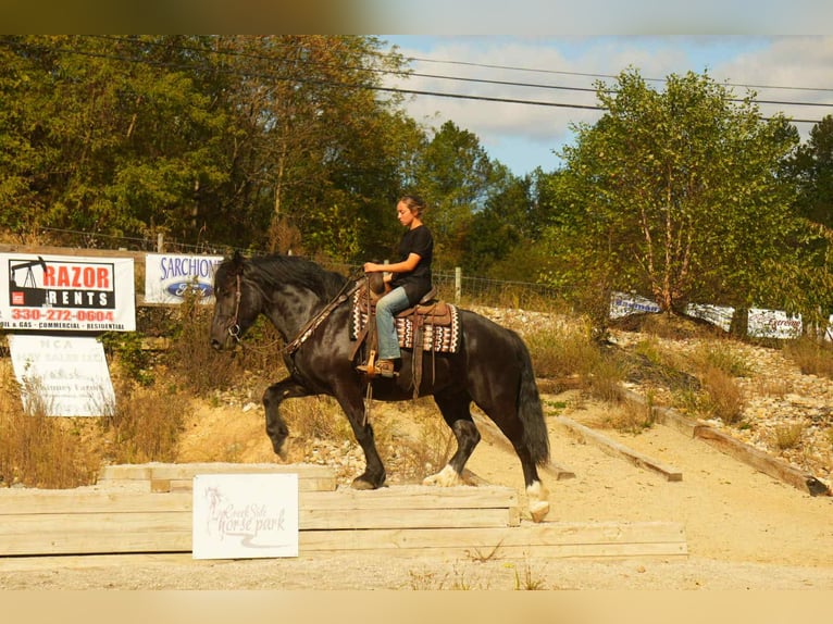 Cheval de trait Croisé Hongre 6 Ans 163 cm Noir in Fresno