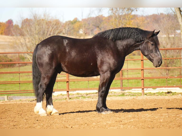 Cheval de trait Croisé Hongre 6 Ans 163 cm Noir in Fresno